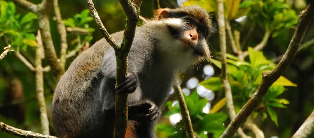 Moustac à oreilles rousses (Cercopithecus erythrotis) au Cameroun