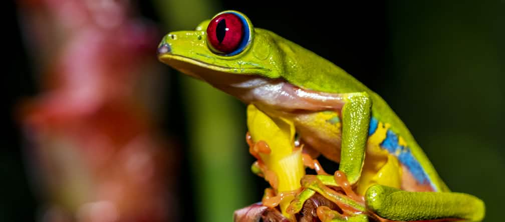 Une rainette aux yeux rouges (Agalychnis callidryas) assise sur une fleur