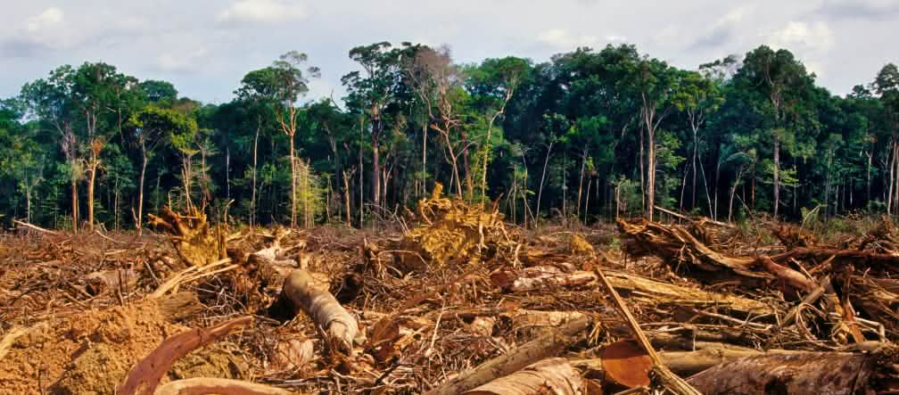 La déforestation augmente le risque de nouvelles épidémies Forêt tropicale défrichée au premier plan et préservée à l’arrière-plan