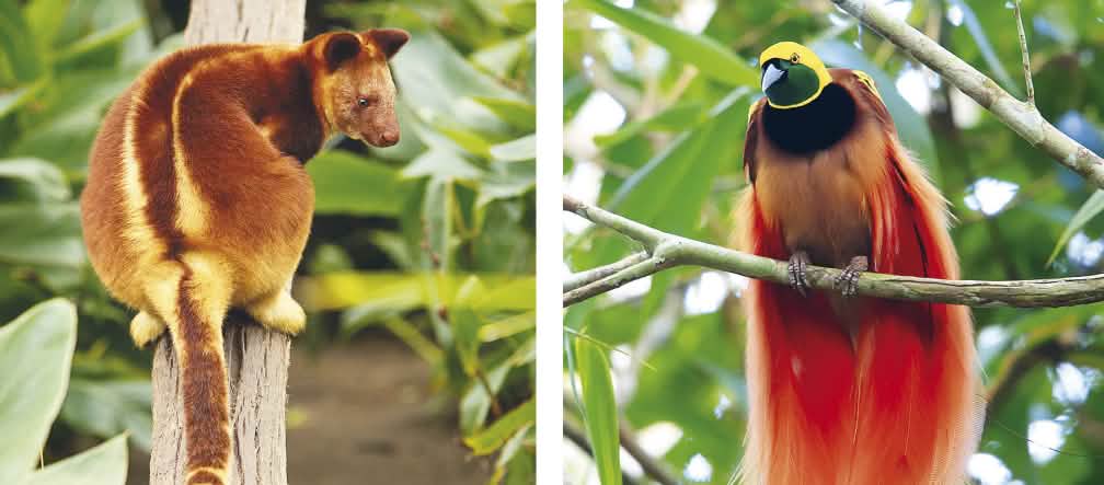 Collage biodiversité Papouasie