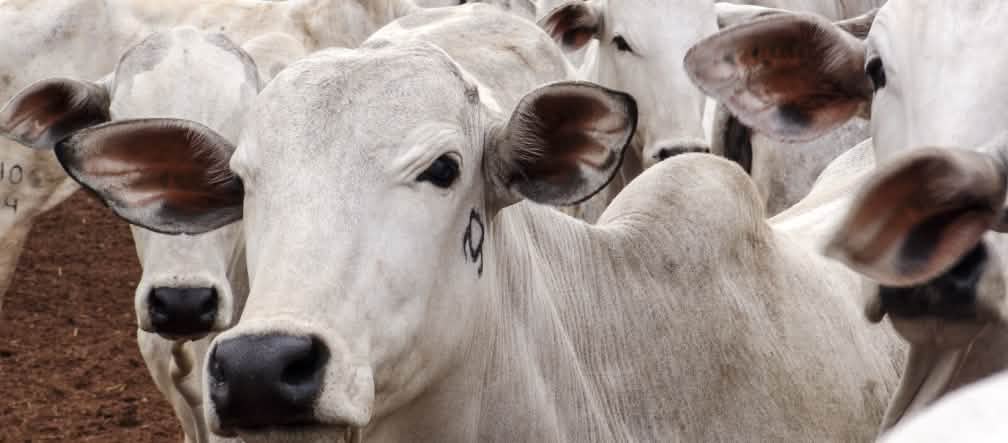 Troupeau de boeufs dans le Mato Grosso