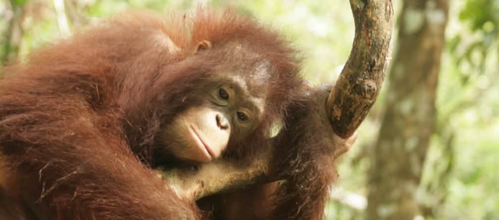 Orang-outan dans le Kalimantan central (Bornéo)