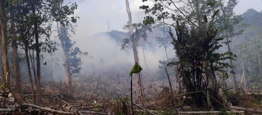 Défrichements dans la Réserve biologique Indio Maíz au Nicaragua