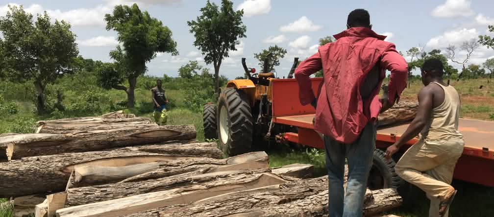 Troncs de palissandre abattus au Ghana