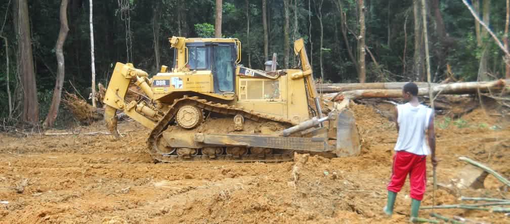 Huile de palme: les spéculateurs dévastent la forêt tropicale