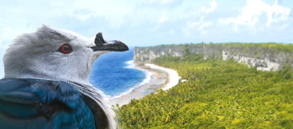 Un Carpophage de la Société ou « Rupe » (Ducula aurorae) regarde du ciel l’atoll soulevé de Makatea en Polynésie française