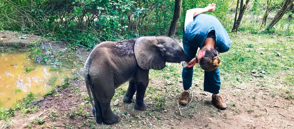 L’éléphantelle Savannah
