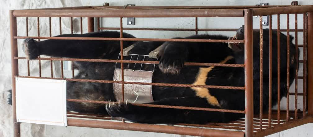 Pourquoi une telle cruauté envers les animaux ? Ours dans une cage à qui l’on prélève la bile pour la médecine traditionnelle chinoise