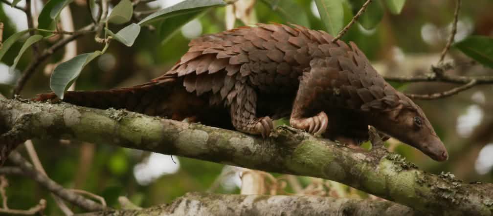 Le pangolin est le mammifère le plus braconné au monde Pangolin