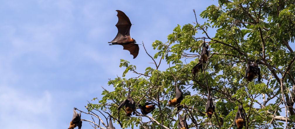 Catastrophe climatique et Covid-19 sont liés Roussette volant dans la forêt