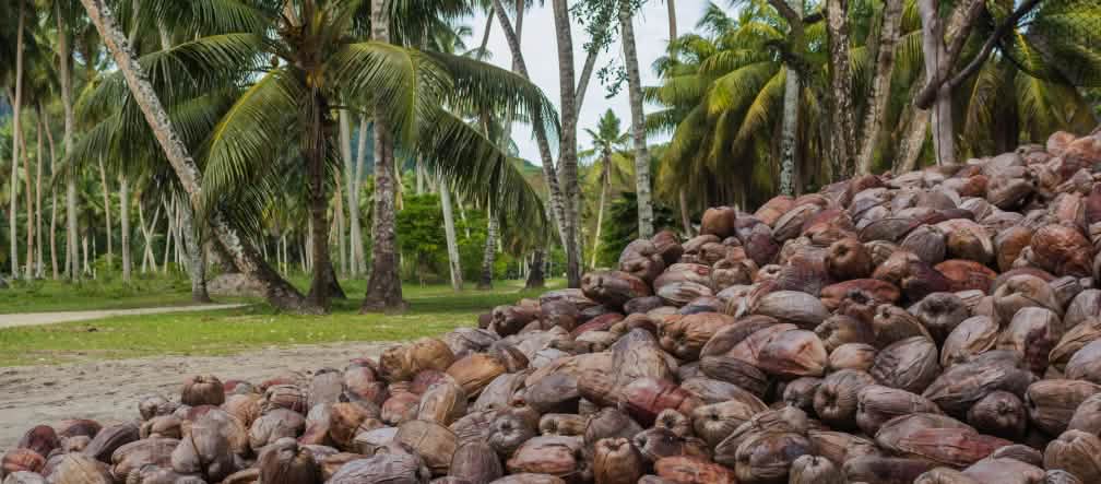 L’huile de coco est extraite de l’albumen de la noix de coco Pile de noix de coco mûres et brunes sur une plantation de cocotiers