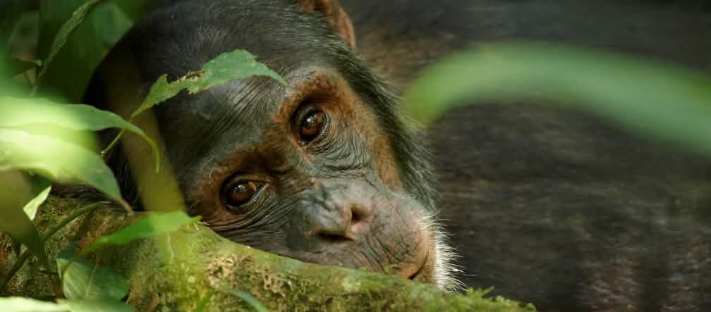 Avenir incertain : les chimpanzés et autres grands singes sont menacés d’extinction Gros plan sur un vieux chimpanzé en Ouganda