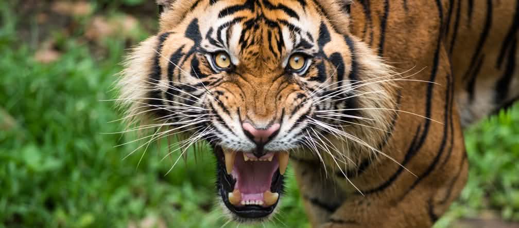 Non à la fragmentation de l’habitat du tigre de Sumatra ! Tigre de Sumatra menaçant