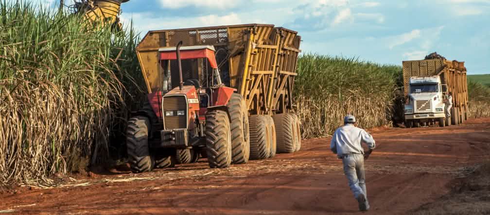 Récolte de canne à sucre au Mato Grosso, Brésil Récolte de la canne à sucre au Brésil (Mato Grosso, Brésil)