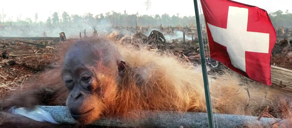 La Suisse n’a pas besoin de l’huile de palme issue de la destruction des forêts tropicales. Photmontage : orang-outan agonisant et drapeau de la Suisse au premier plan, forêt défrichée en arrière plan