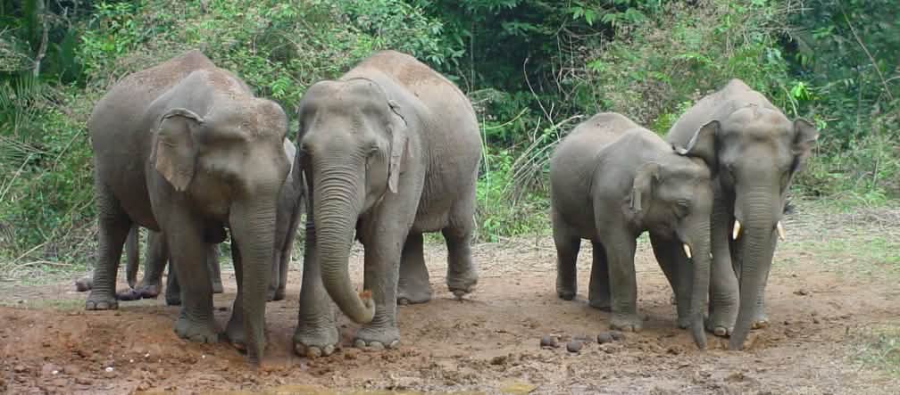 Eléphants au Cambodge