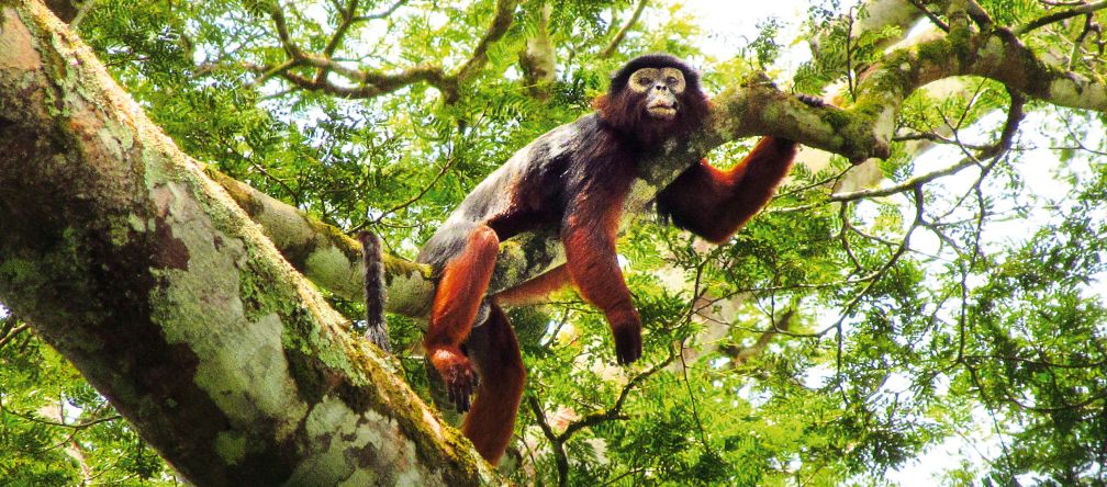 L’habitat des singes colobe est menacé par les cultures industrielles d’huile de palme