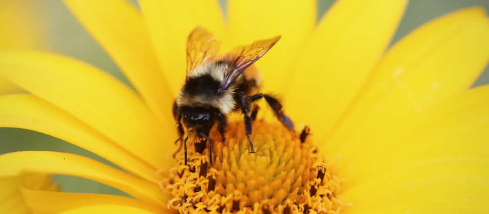 Les abeilles et les autres insectes pollinisateurs sont victimes des pesticides neurotoxiques Un bourdon en train de butiner une fleur
