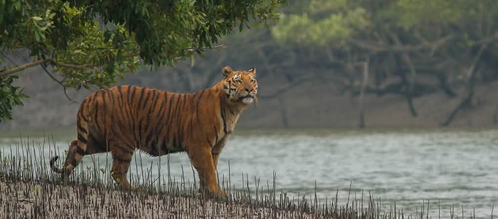 Tigre du Bengale dans les mangroves des Sundabarns