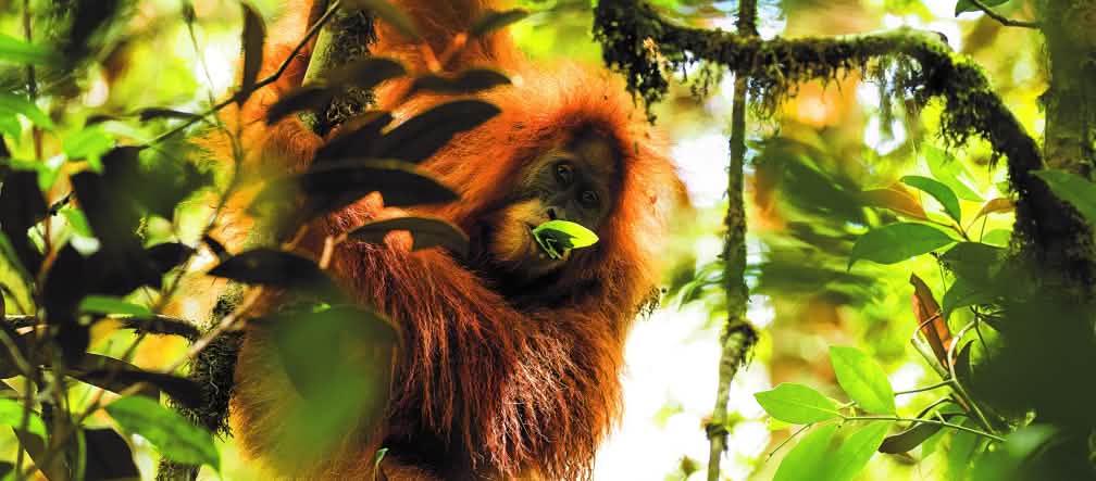 L’orang-outan de Tapanuli fait partie des 25 espèces de primates les plus menacées Orang-outan de Tapanuli (Pongo Tapanuliensis)