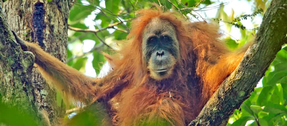 Ancestral, tout juste découvert et déjà menacé d’extinction : l’orang-outan de Tapanuli Femelle orang-outan de Tupalani