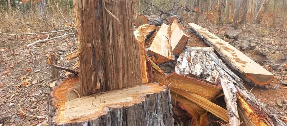 Souche et planches d’un arbre géant scié dans la forêt