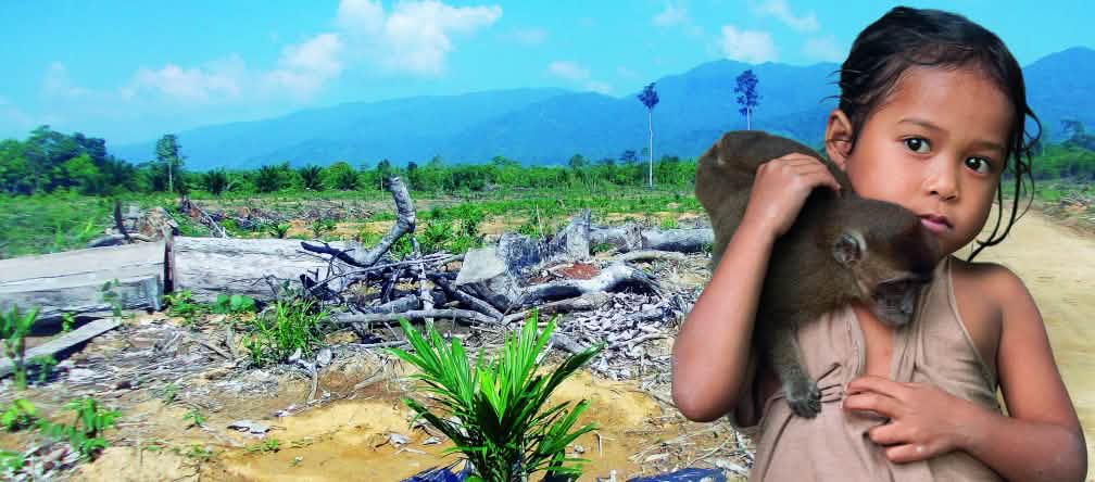 Pour les autochtones, l’huile de palme est synonyme de perte des moyens de subsistance et de misère…