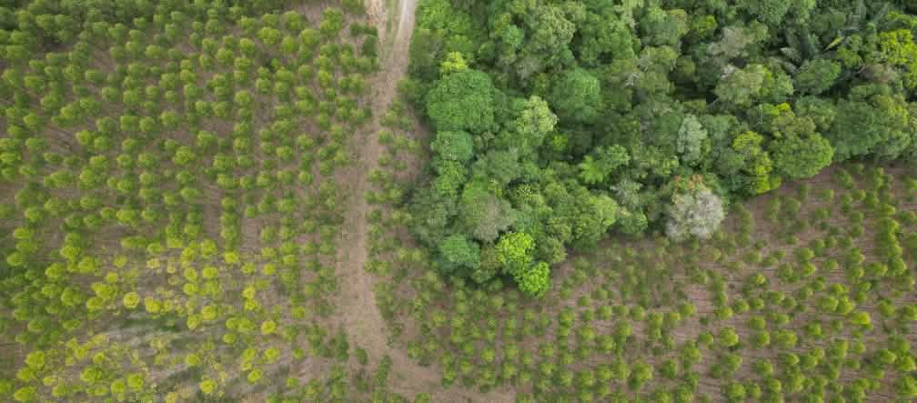Vue aérienne sur les plantations d’eucalyptus TPL et la forêt tropicale humide