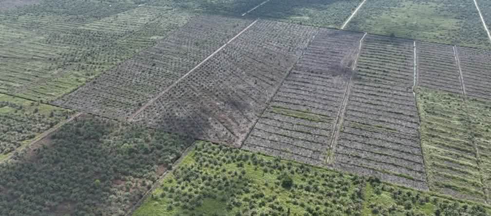 Photo de drone de nouvelles plantations de palmiers à huile
