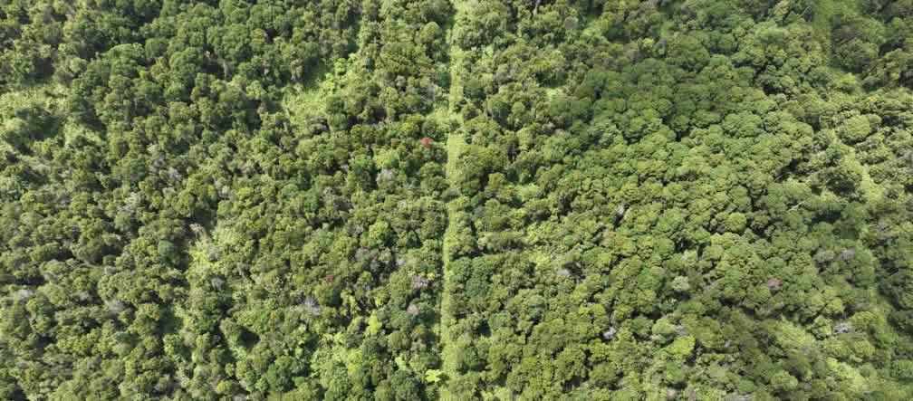 Photo de drone d’une tourbière boisée
