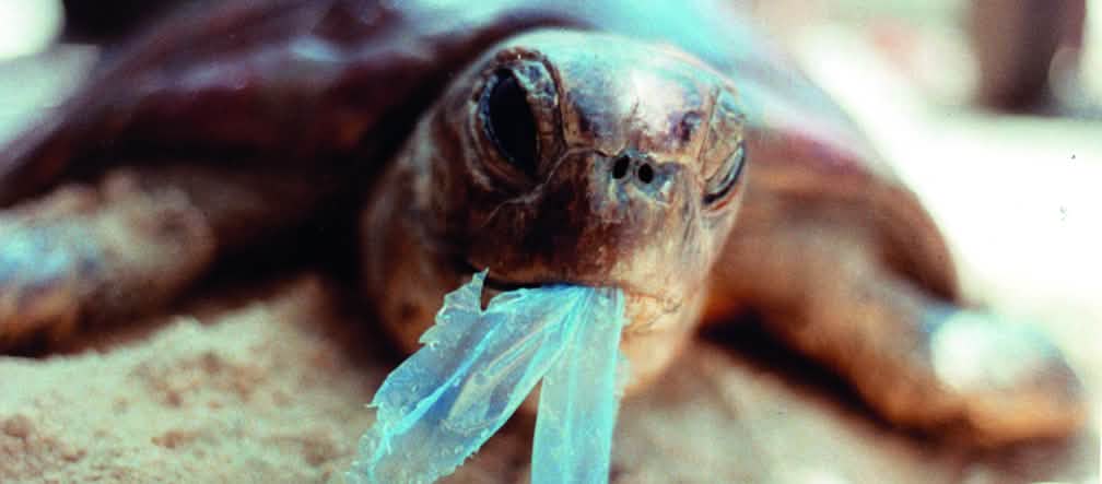 Les animaux marins agonisent lentement de l’ingestion de déchets plastiques