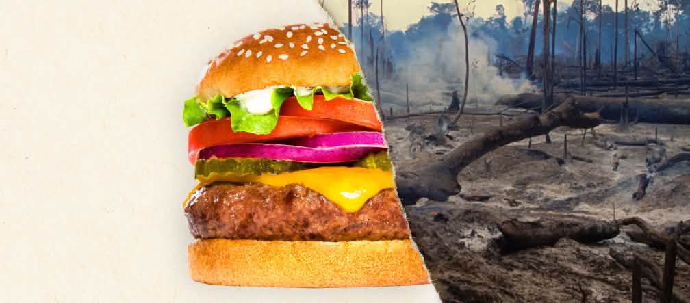 Burger King refuse de fournir des informations Photo divisée en deux : la première moitié représente un burger et la seconde une forêt tropicale défrichée
