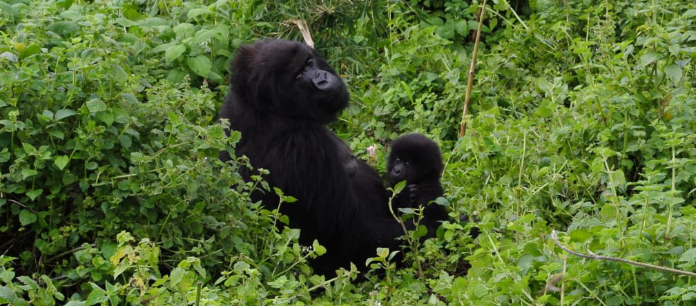 Gorille avec son bébé dans le Parc national des Virunga
