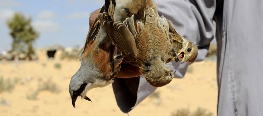 Des millions d’oiseaux migrateurs sont capturés chaque année en Égypte. Piégeage d'oiseaux en Egypte