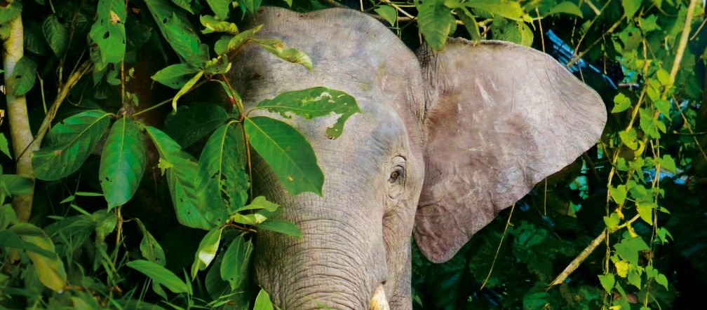 Les éléphants pygmées de Bornéo ont besoin d’une forêt tropicale protégée