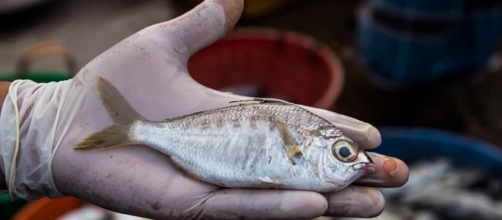 Poisson Blanche fil