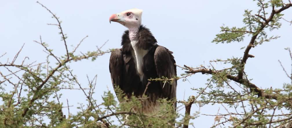 Plusieurs espèces de vautours, comme le vautour à tête blanche, sont menacées d’extinction Vautour en Afrique