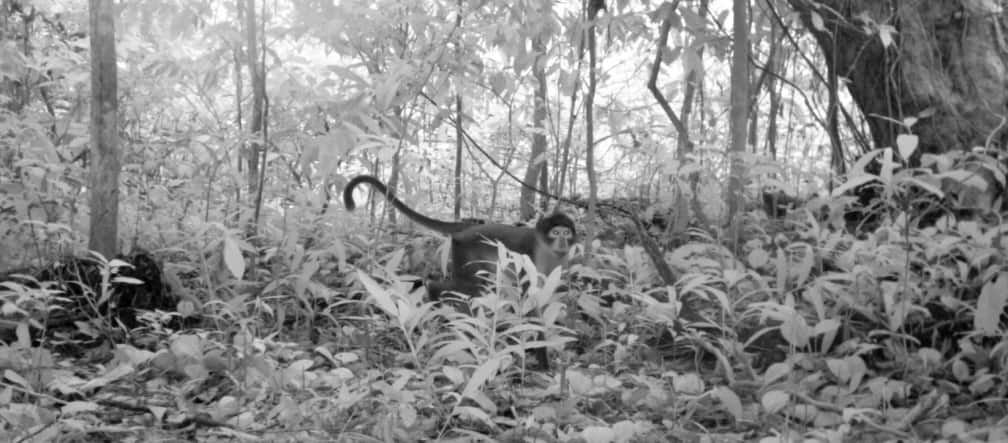 Une première : photo de mangabey couronné dans la forêt d'Atewa au Ghana