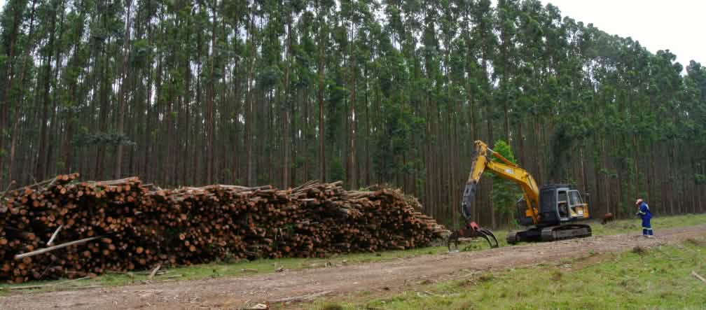 Désolation des monocultures d'eucalyptus (photo: Veracel Celulose)