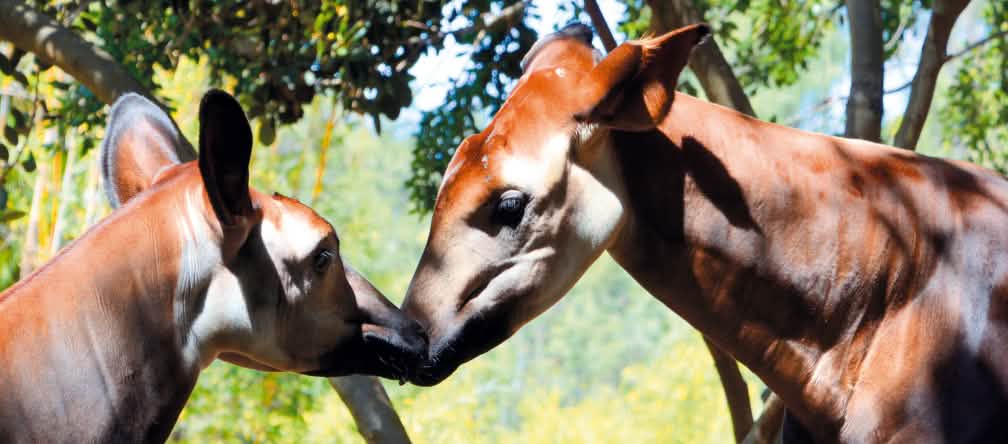 Deux okapis tête contre tête