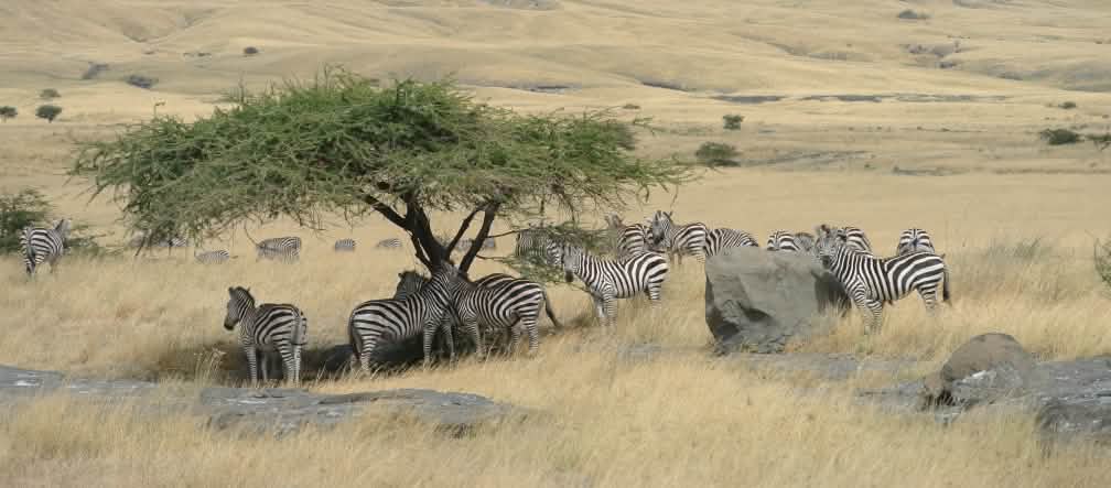 Troupeau de zèbres sous un arbre au milieu de la savane