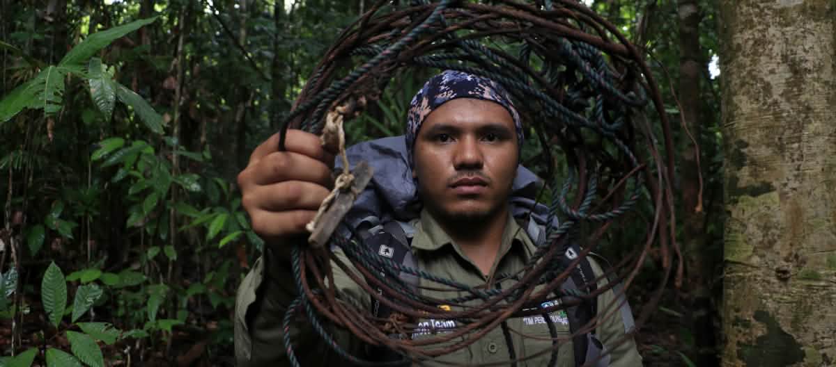 Les rangers parcourent la jungle et neutralisent des pièges à nœud coulant Rangers neutralisant des pièges à nœud coulant au Parc national de Leuser
