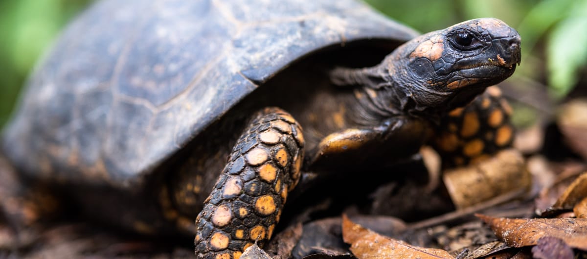 Tortue denticulée (Chelonoidis denticulatus)