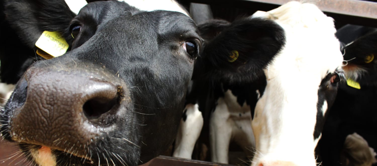 Gros plan sur deux vaches dans un élevage intensif