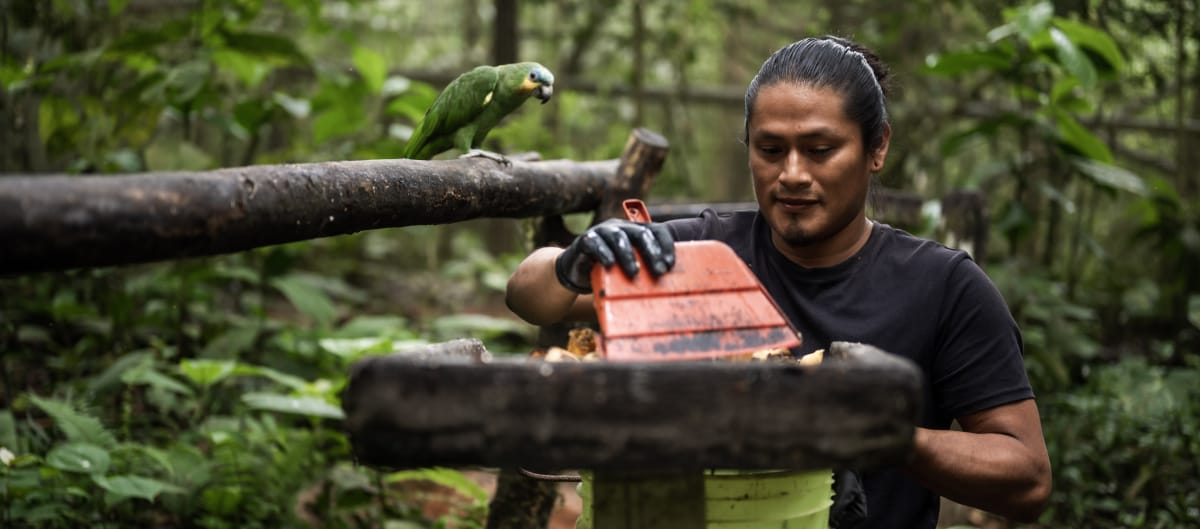 Un homme nettoie une mangeoire dans la forêt tropicale, observé par un perroquet vert
