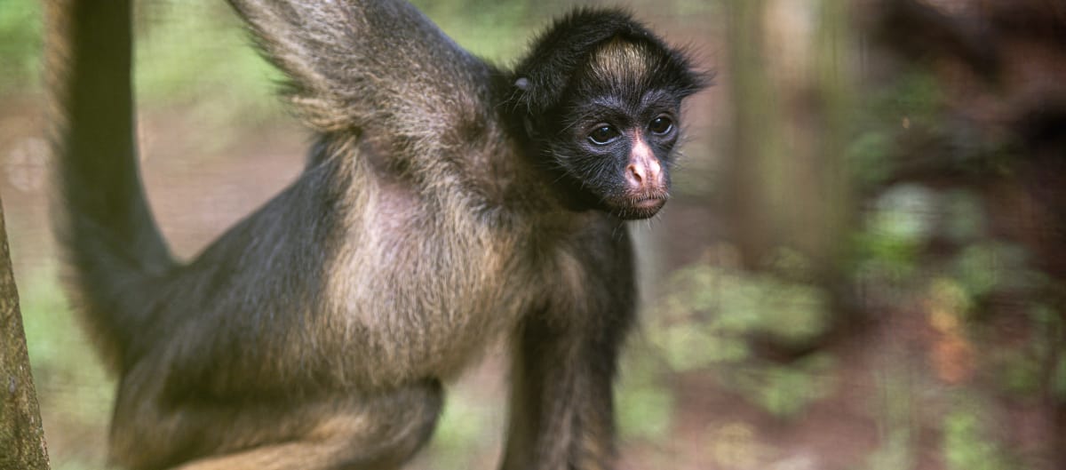 Un atèle belzébuth (Ateles belzebuth) suspendu à une branche