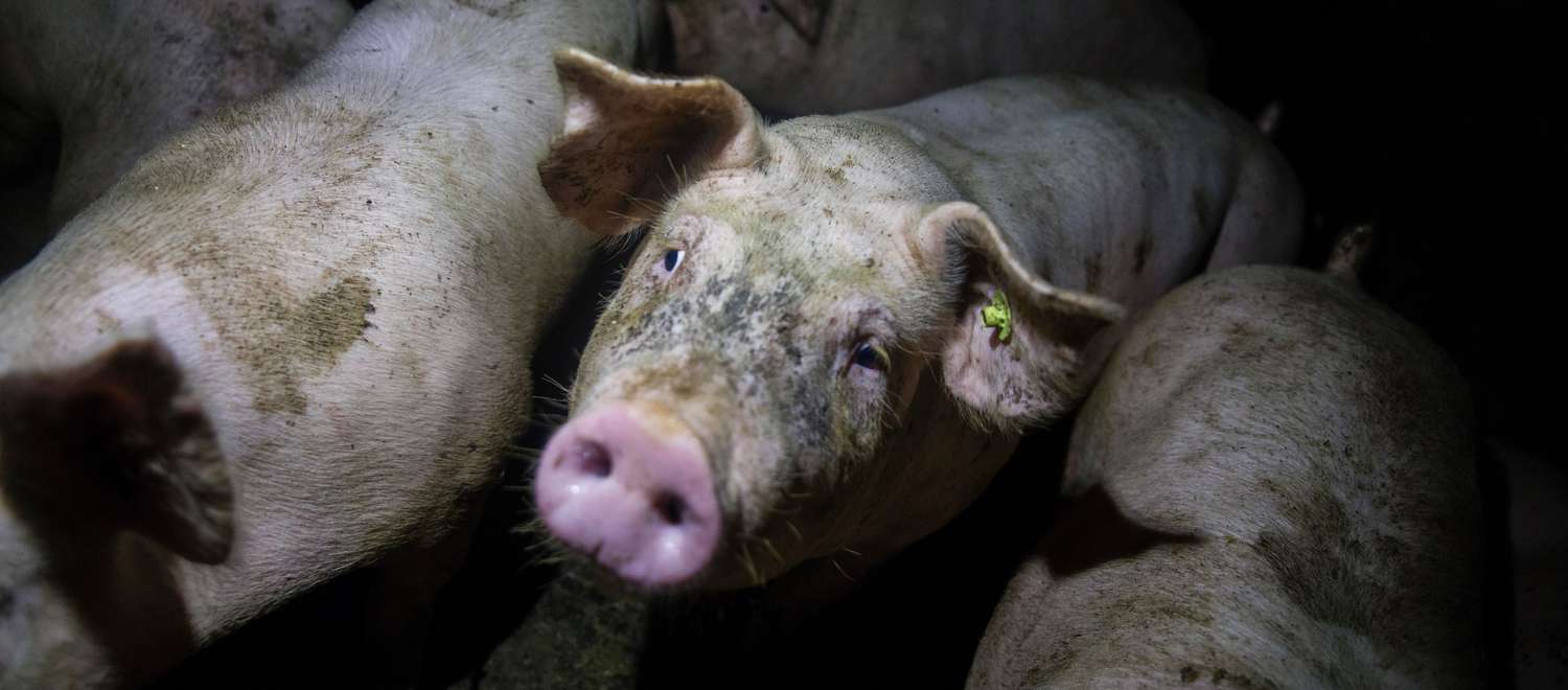 Porcs entassés dans un élevage intensif