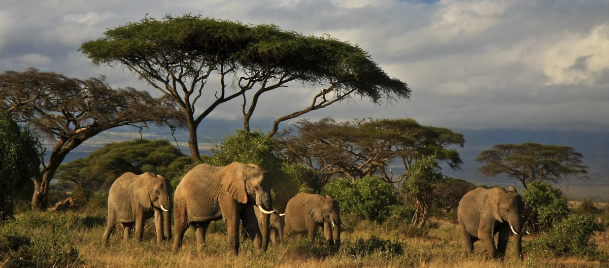 Éléphants dans la savane