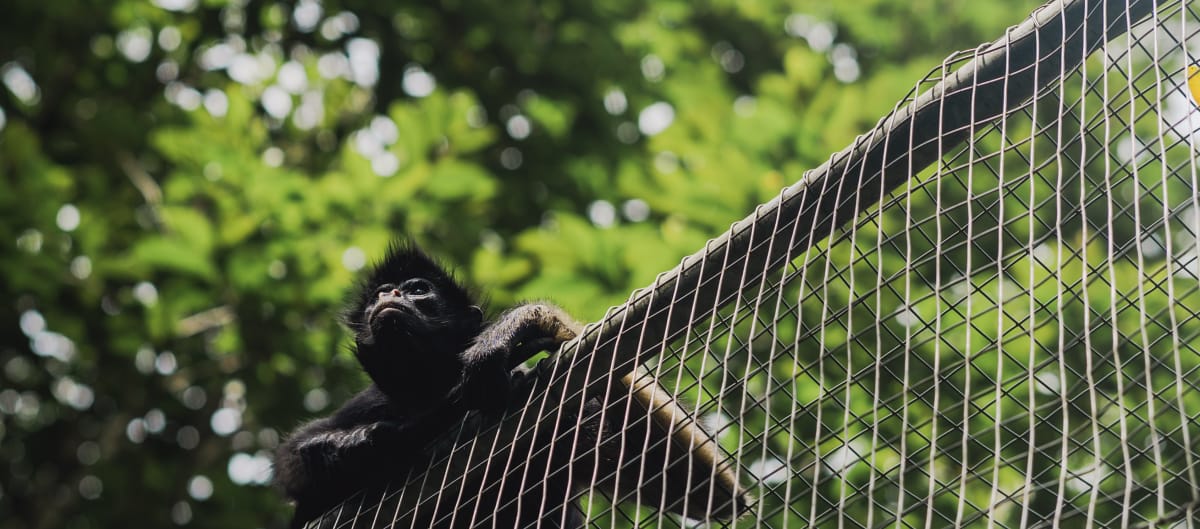 Un atèle belzébuth se tient sur le grillage d’un enclos dans la forêt tropicale et regarde les alentours