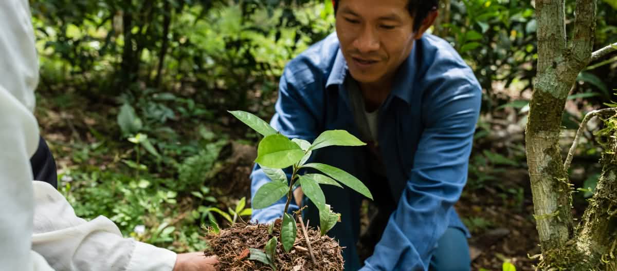 Les plantes médicinales, comme le Brunfelsia grandiflora, jouent un rôle important dans la médecine traditionnelle des Indiens d’Amazonie Un homme tient dans ses mains une pousse de la plante médicinale Brunfelsia grandiflor, qu’il va planter dans la forêt amazonienne